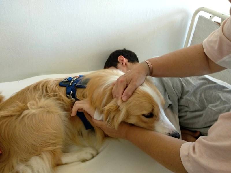 na tomto obrázku je pred odchodom z liečebne na poslednú chvíľu skúška záujmu pacienta o zviera. Pes bežne pracuje "naholo" bez obojkov, postrojov a iných doplnkov.